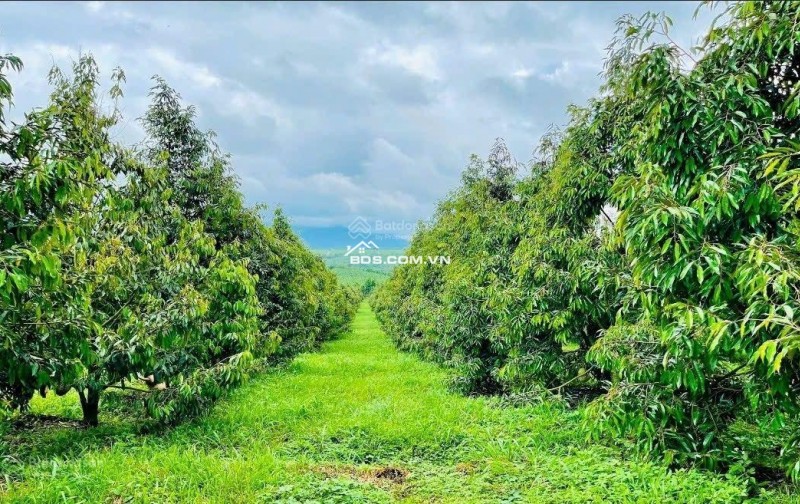 BÁN NHÀ CẤP 4 VƯỜN CÂY ĂN TRÁI 2500M2 SHR THỔ CƯ, NGAY KCN AN LINH GIÁ 650TR