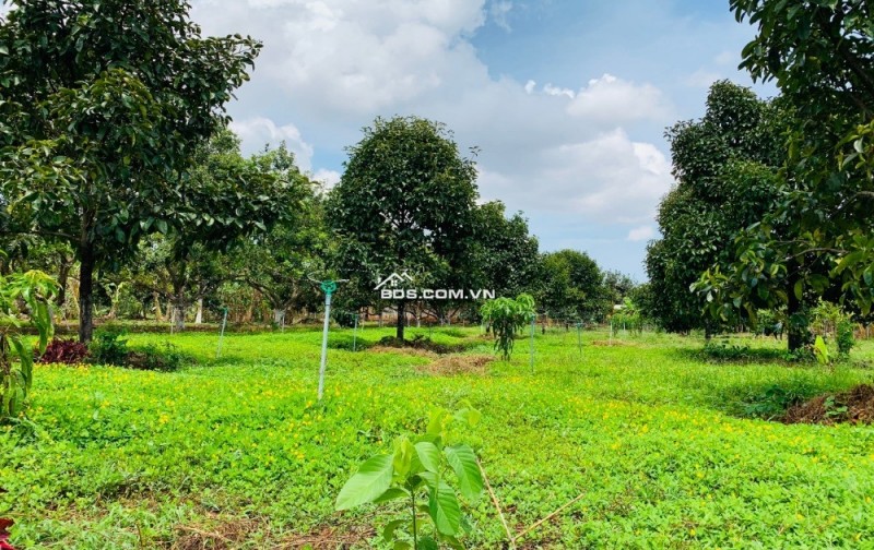 BÁN NHÀ CẤP 4 VƯỜN CÂY ĂN TRÁI 2500M2 SHR THỔ CƯ, NGAY KCN AN LINH GIÁ 650TR