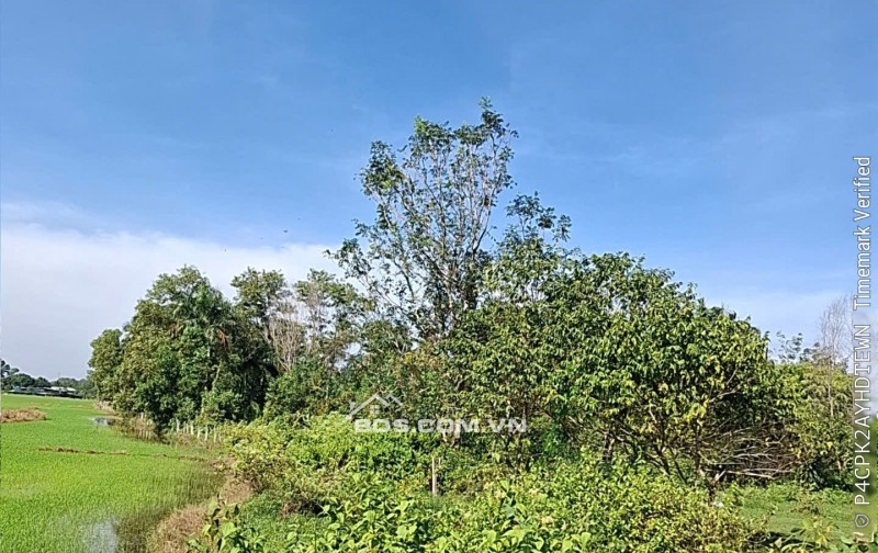 Bán đất đường 623 xã Phước Hiệp Huyện Củ Chi giá 170 tỷ