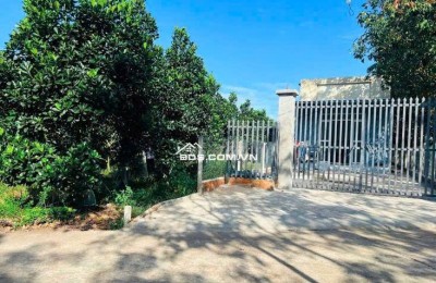 Chủ cần tiền bán vườn mít thổ cư đang thu hoạch Xã Phước Thành HCM - giá 350tr sổ sẵn