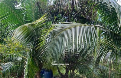 Bán 2000 m2 đất trồng cây lâu năm- Có thu nhập sẵn